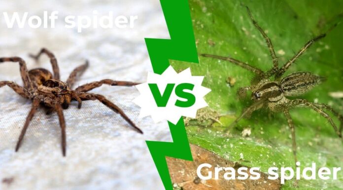 Wolf Spider vs Grass Spider: 9 differenze chiave spiegate
