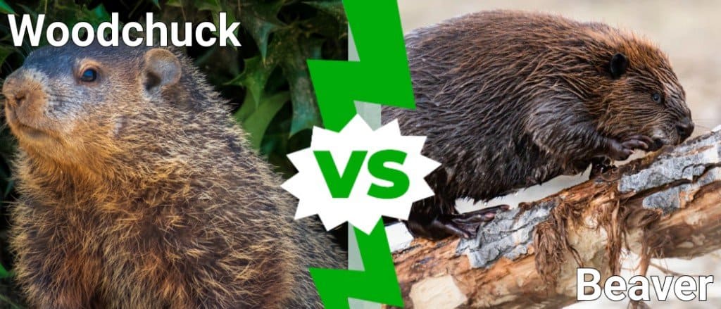 marmotta vs castoro