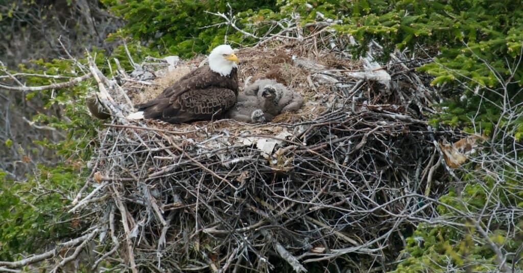 Bald Eagle Nest: 10 fatti divertenti - aquilotto in un nido