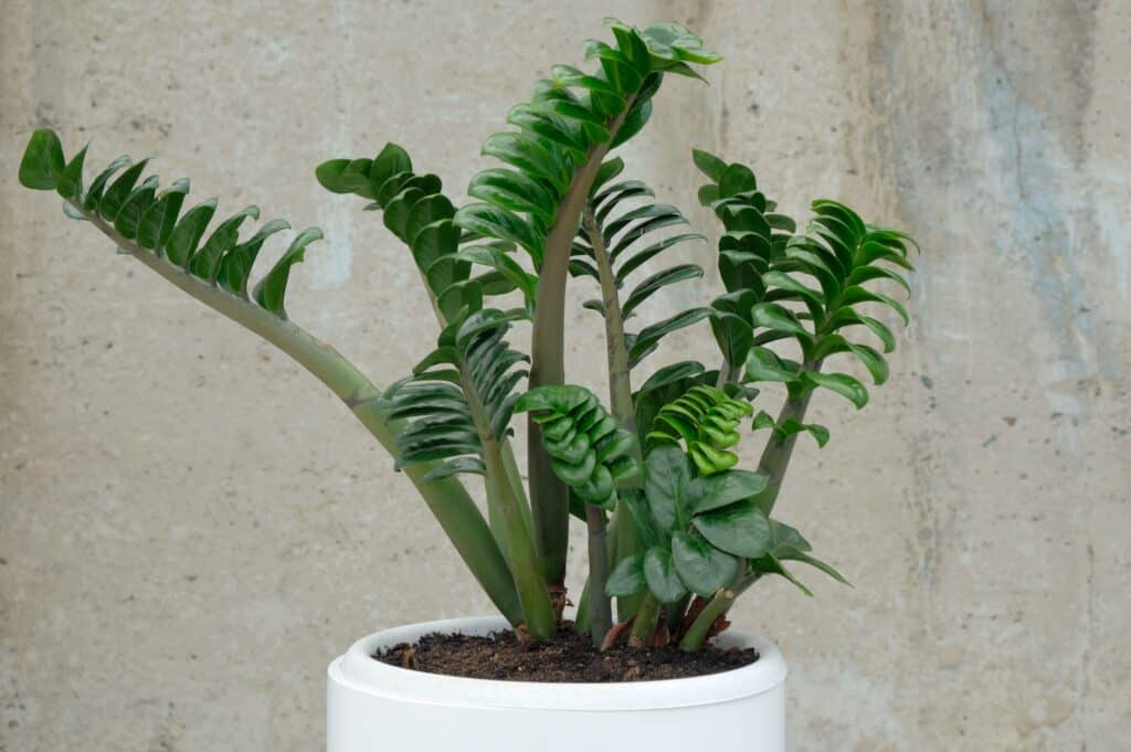 Una pianta d'appartamento.  Zamiokulkas Zenzi, una specie nana.  La pianta tropicale si trova in un vaso bianco di forma rotonda contro un muro di cemento grigio.