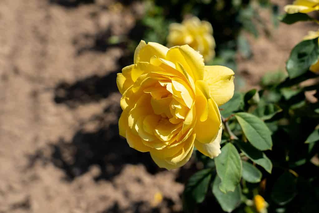 Il Ch-Ching giallo!  rosa che cresce in un giardino in Ontario, Canada.