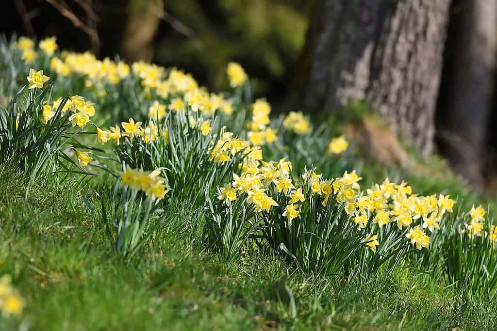 Narcisi 'Marzenbecher'