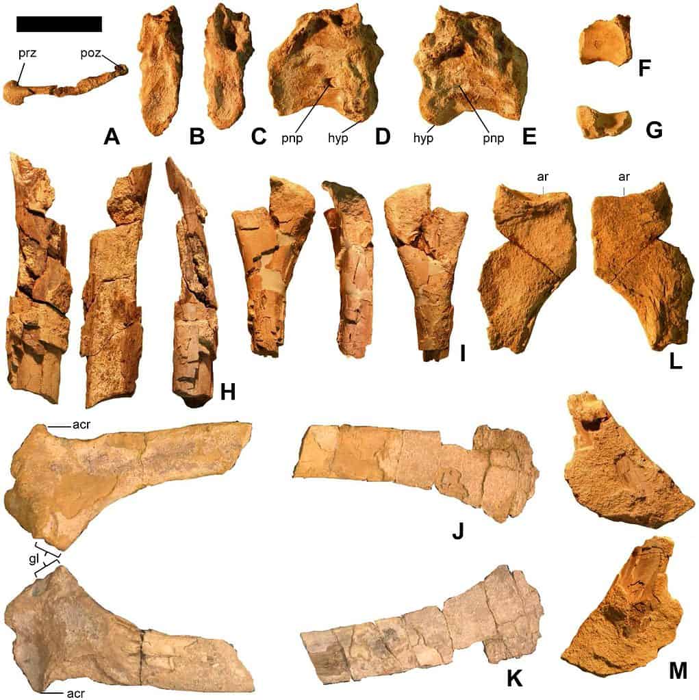 Ossa di Martharaptor trovate nello Utah