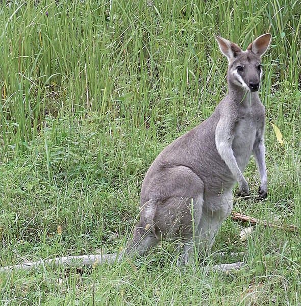 10 fatti incredibili sui wallaby Wallaby selvatico (Macropus parryi), Queensland, Australia.