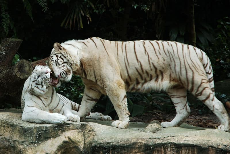 Due tigri bianche del Bengala dallo zoo di Singapore