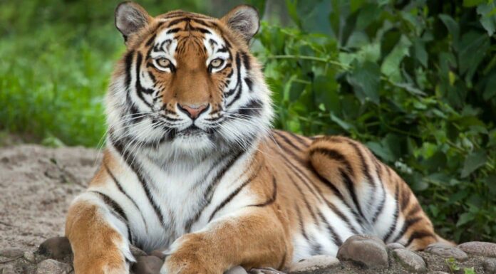 10 fatti incredibili sulla tigre siberiana
