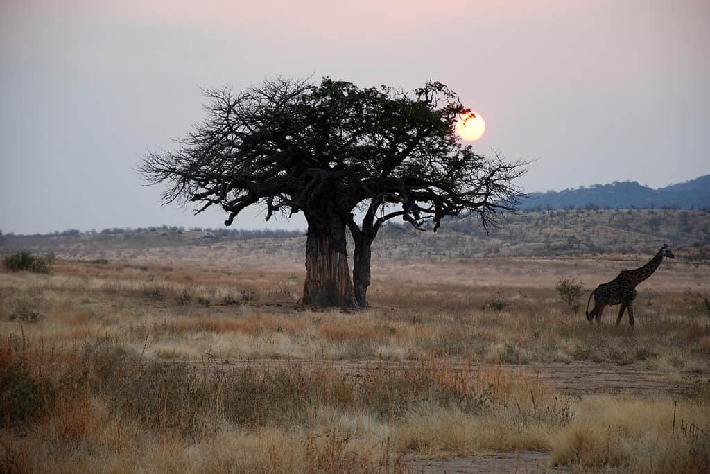 Un giorno di safari in Tanzania - Africa - Giraffa al tramonto