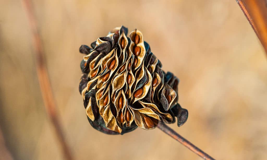 Fiore di fagotto dell'Illinois