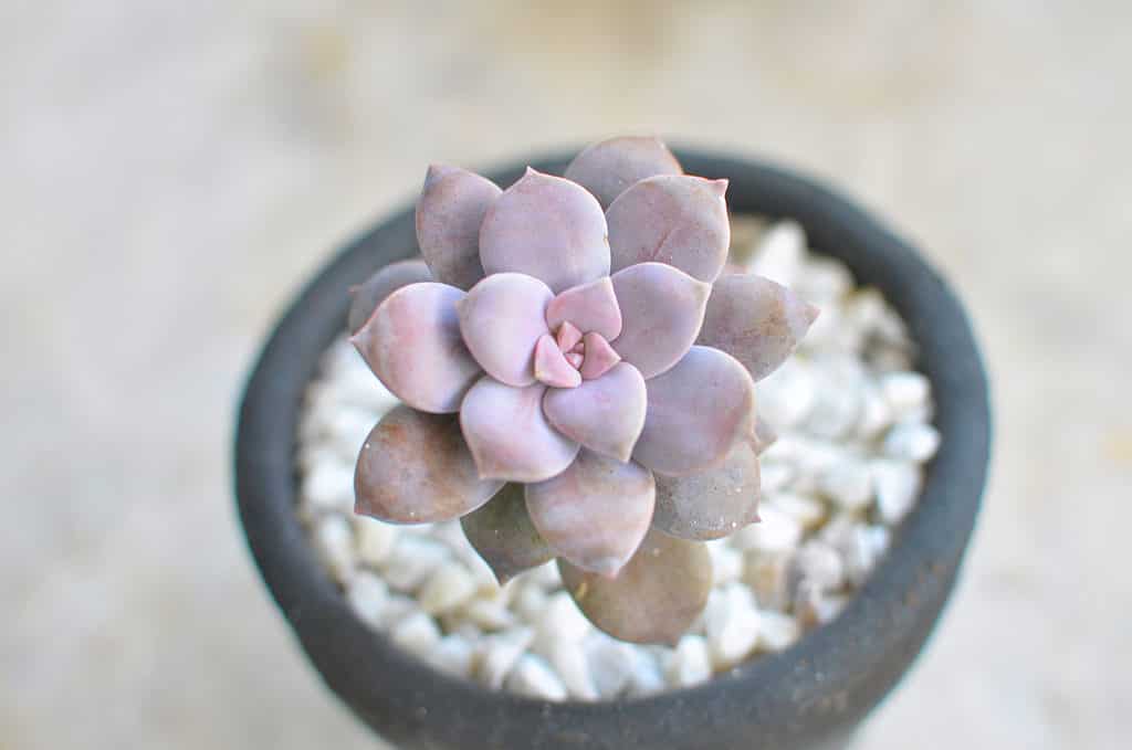 La succulenta Graptopetalum superbum ha foglie da lavanda a viola rosato 