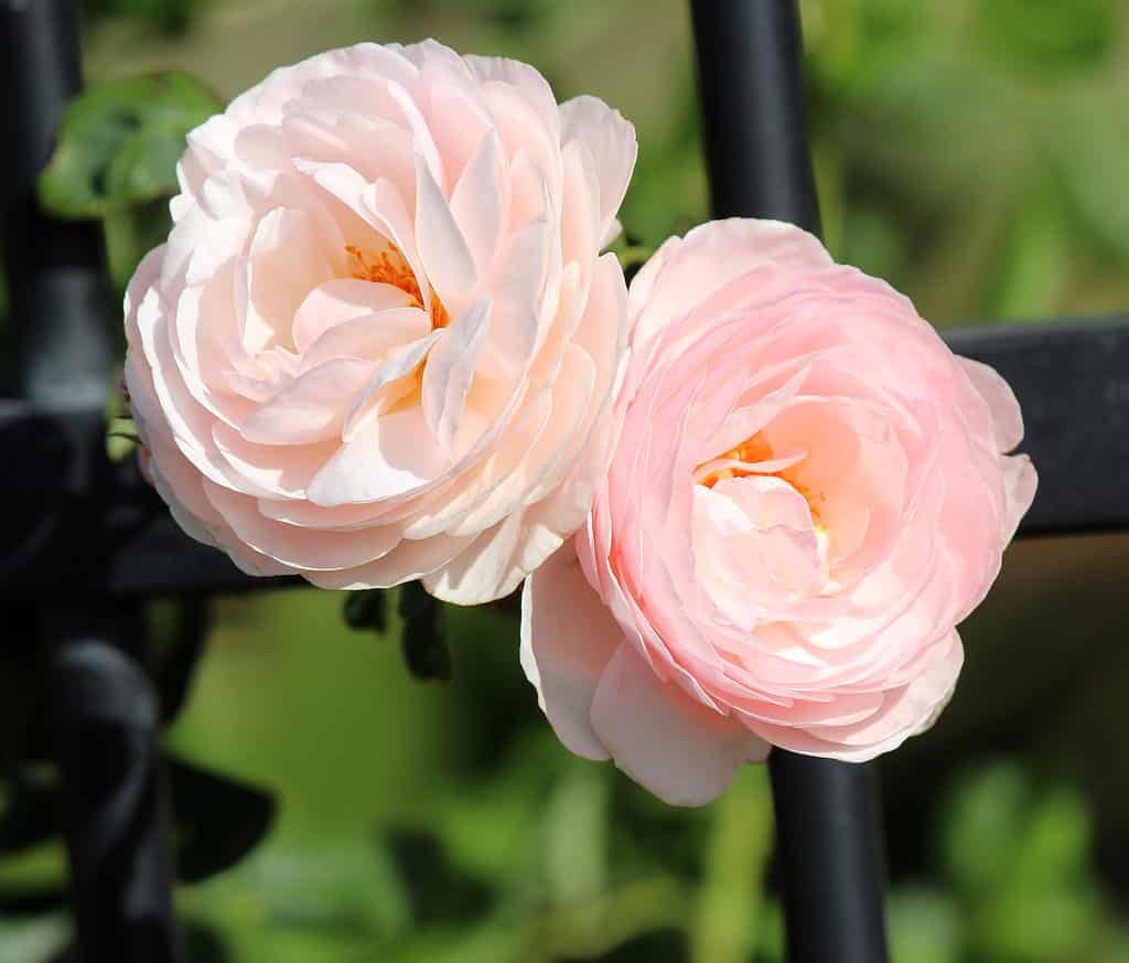 Un primo piano della bellissima rosa English Heritage con petali rosa chiaro