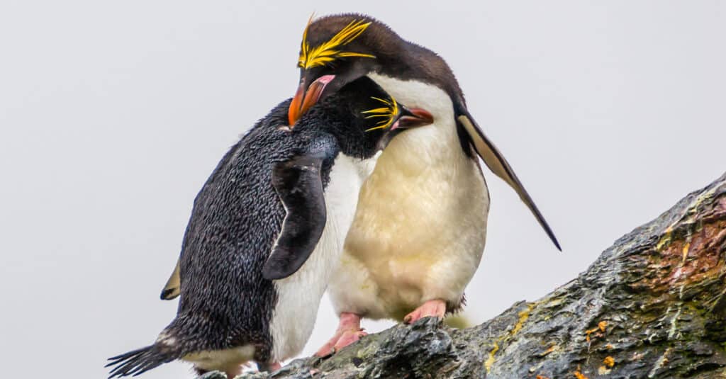 I pinguini sono monogami