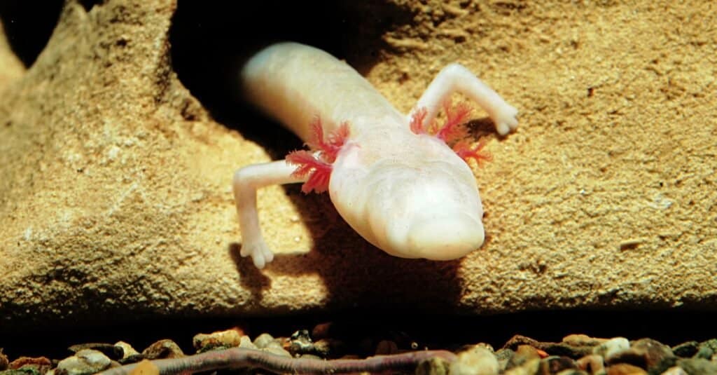 Un Olm su una roccia in una grotta.