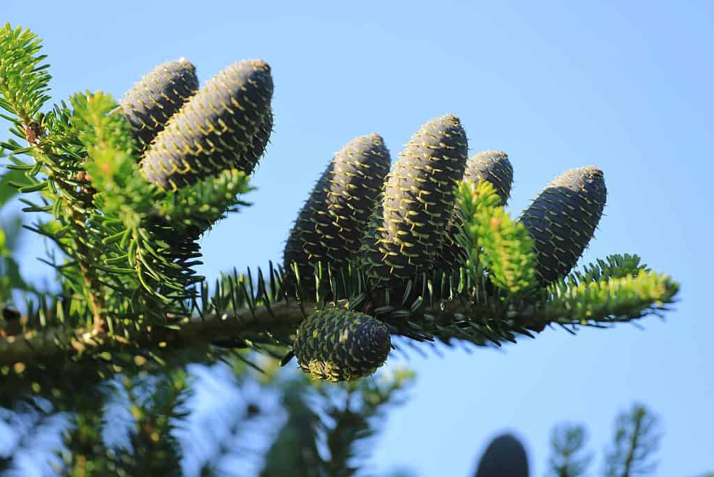 Un ramo con pigne di abete bianco, abies alba