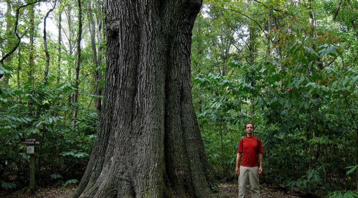 12 incredibili alberi originari dell'Illinois
