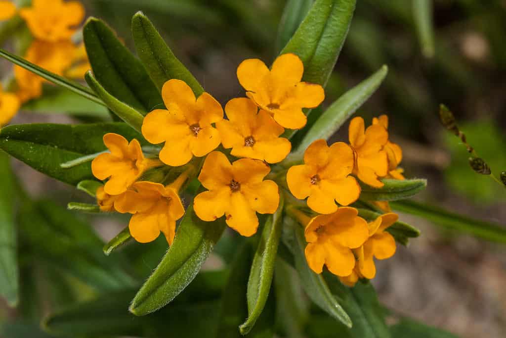 Wildflower pucoon canuto originario del Minnesota