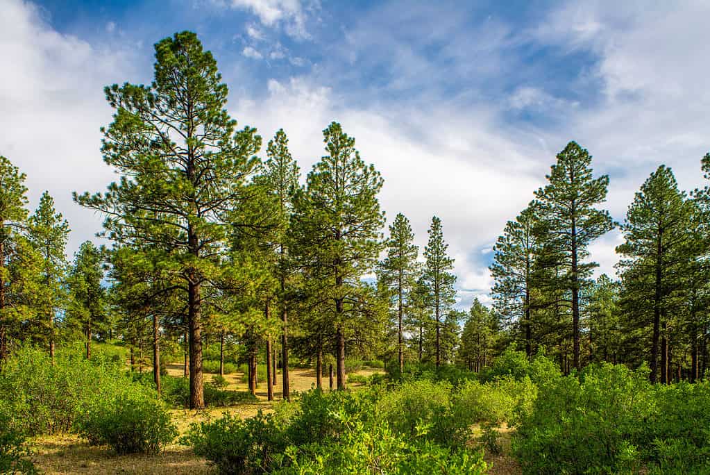 Pinus ponderosa, uno degli alberi più iconici originari del Montana. 