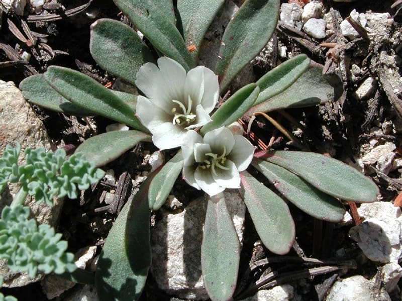 Lewisia sacajawea