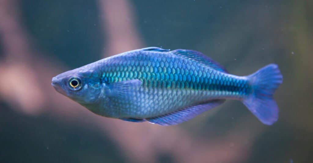 Tipi di pesce azzurro - Rainbowfish del lago Kutubu 