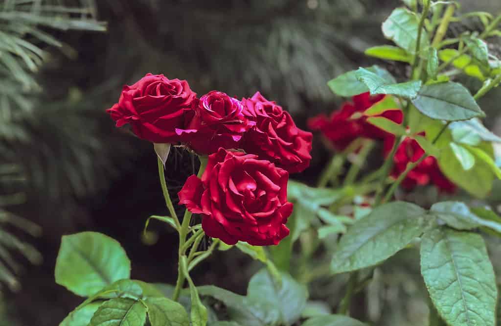Un primo piano di alcune rose rosse della varietà Mister Lincoln in un giardino