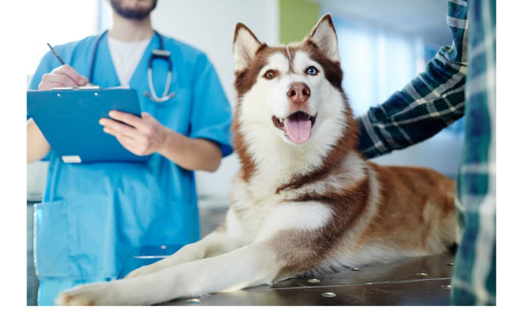 Husky-con-un-occhio-marrone-e-uno-blu-sul-tavolo-d'esame-dal-veterinario