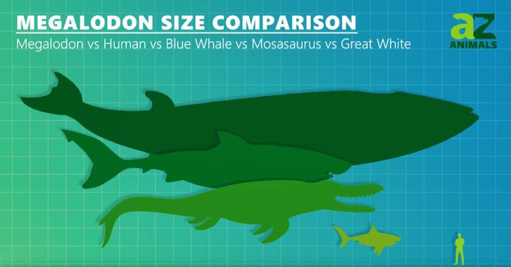 Confronto delle dimensioni di Megalodon - Megalodon vs Blue Whale vs Great White