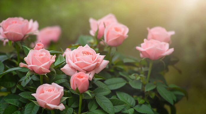 13 tipi di graziose rose rosa
