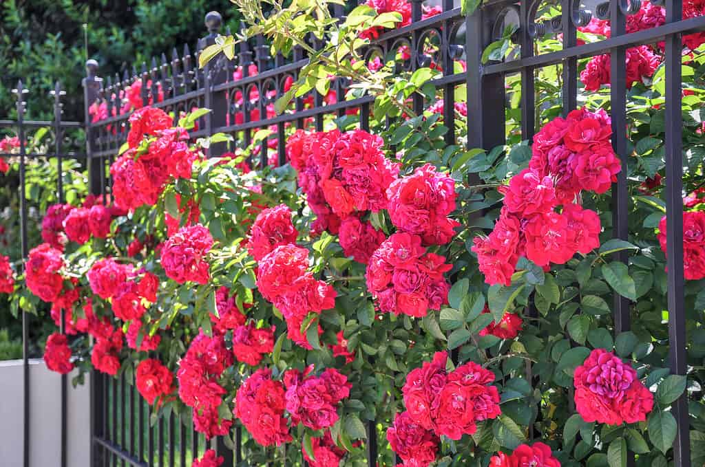 Un fitto boschetto di rose rosse Champlain fa capolino attraverso una recinzione in ferro battuto nero.