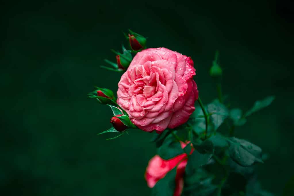 Un primo piano dei petali rosa di una rosa di Ashley coperti di rugiada