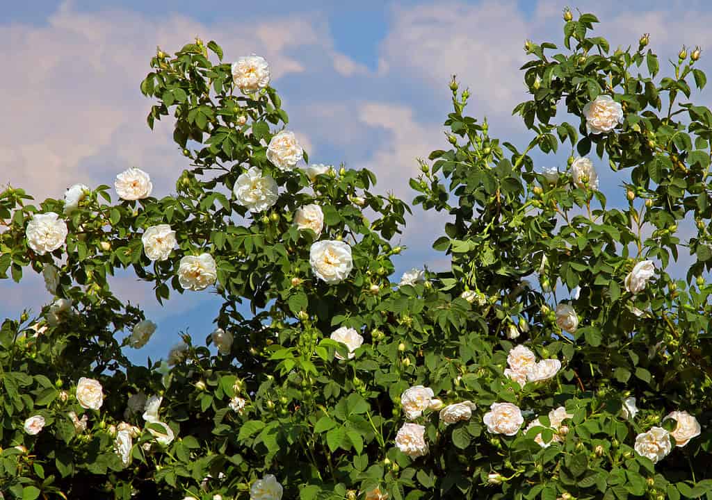 Un cespuglio di rose Alba con fiori bianchi che crescono sotto il cielo blu