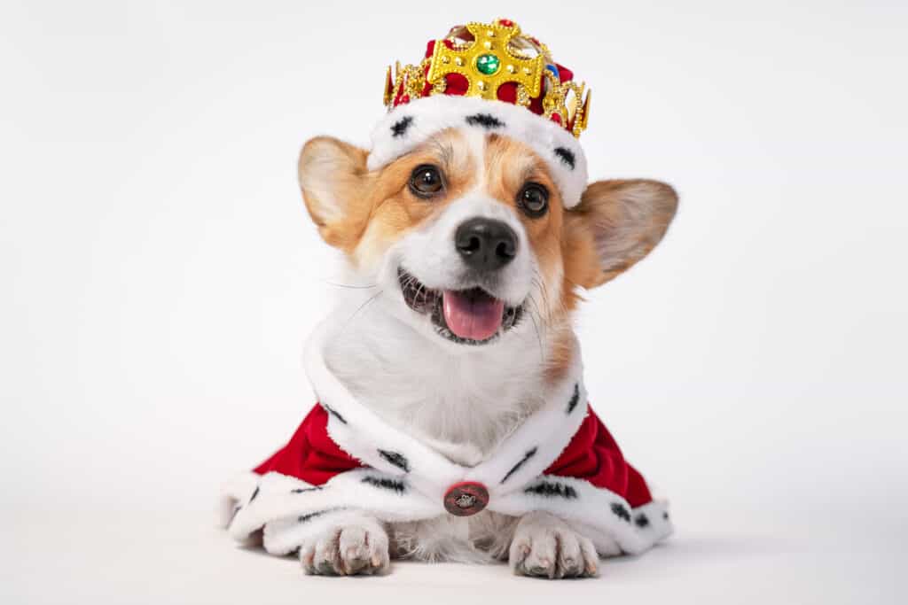 Un cane corgi marrone chiaro e bianco che indossa una corona d'oro e un mantello rosso.  isolare lo sfondo bianco