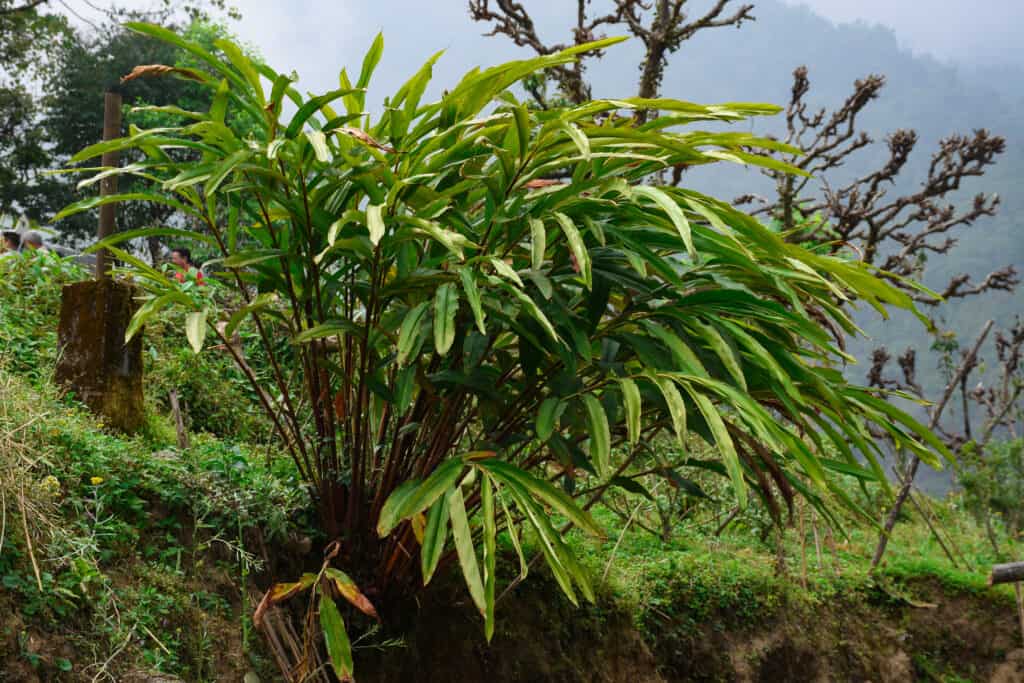 Amomum subulatum, cardamomo nero, è una pianta erbacea della famiglia dello zenzero.