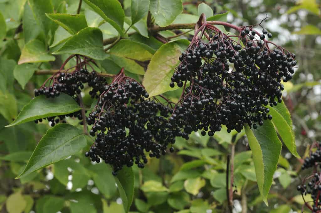 Frutto di sambuco nero (Sambucus nigra).