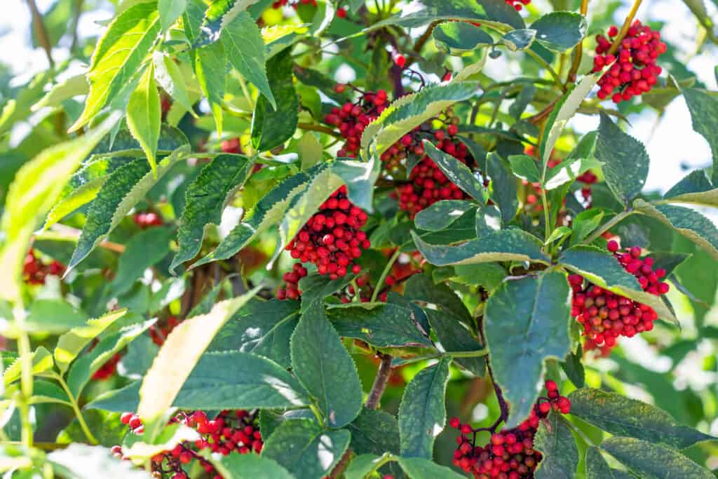 Sambuco rosso (Sambucus racemosa) arbusto con frutti di bosco