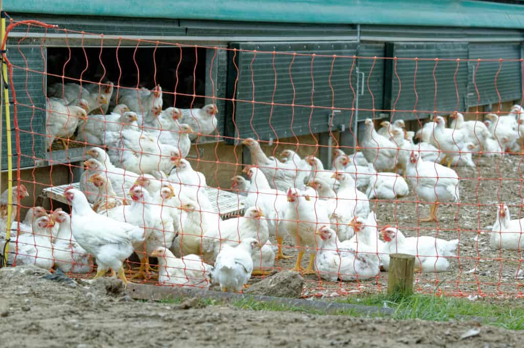 Un branco di polli da carne ruspanti al di fuori del loro pollaio.  I polli sono tutti bianchi con una cresta rossa.  Ci sono più di 100 polli nella foto.