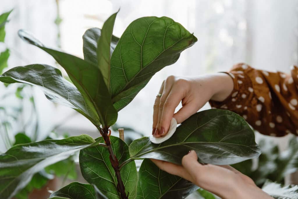 Mano della donna che pulisce la polvere dalle foglie verdi del fico foglia di violino, ficus lyrata