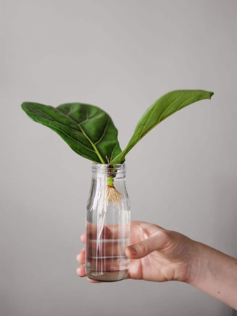 una mano dalla pelle chiara, cornice a destra, tiene in mano una bottiglia di vetro trasparente, cornice centrale, con acqua e taglio con due foglie di ficus lyrata con radici bianche isolate sfondo bianco.