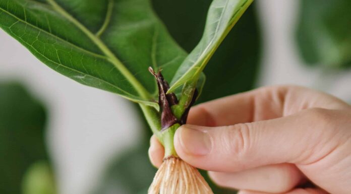 Cespuglio di fico a foglia di violino contro albero
