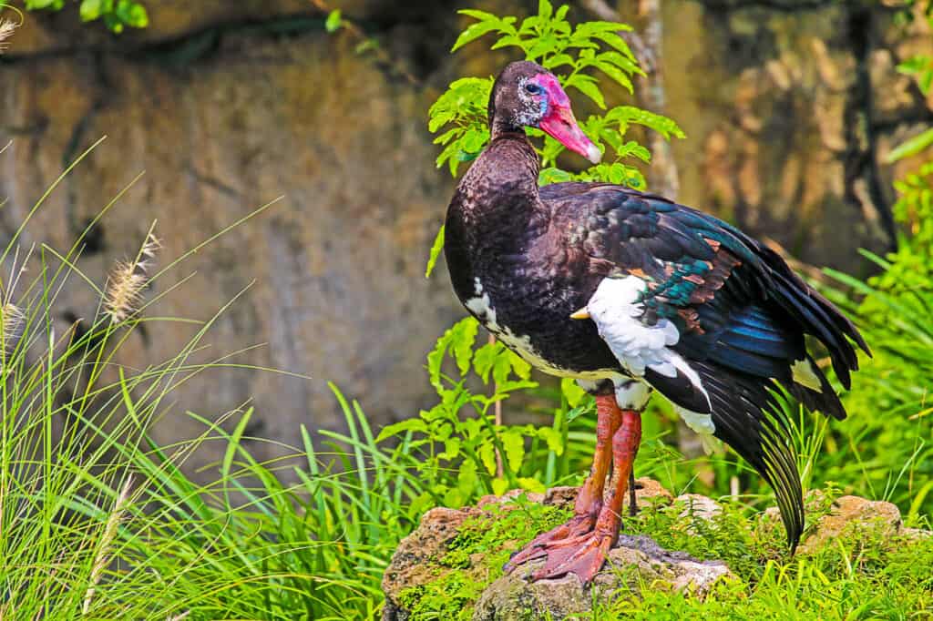 Un'oca dalle ali speronate, cornice a destra, corpo rivolto a sinistra, uccello che guarda a destra, l'uccello ha principalmente piume scure., sebbene lo scongelamento sia meravigliosamente iridescente, con sfumature rosa, arancioni, blu e gialle.  La parte anteriore dell'ala, invece, è bianca.  L'uccello ha lunghe zampe rosse e piedi palmati con tre dita.  Fondo naturale / ambiente circostante di vegetazione e affioramento roccioso. 