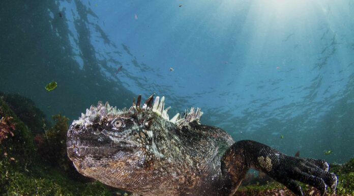 Guarda l'iguana marina delle Galapagos che sembra un Godzilla sottomarino
