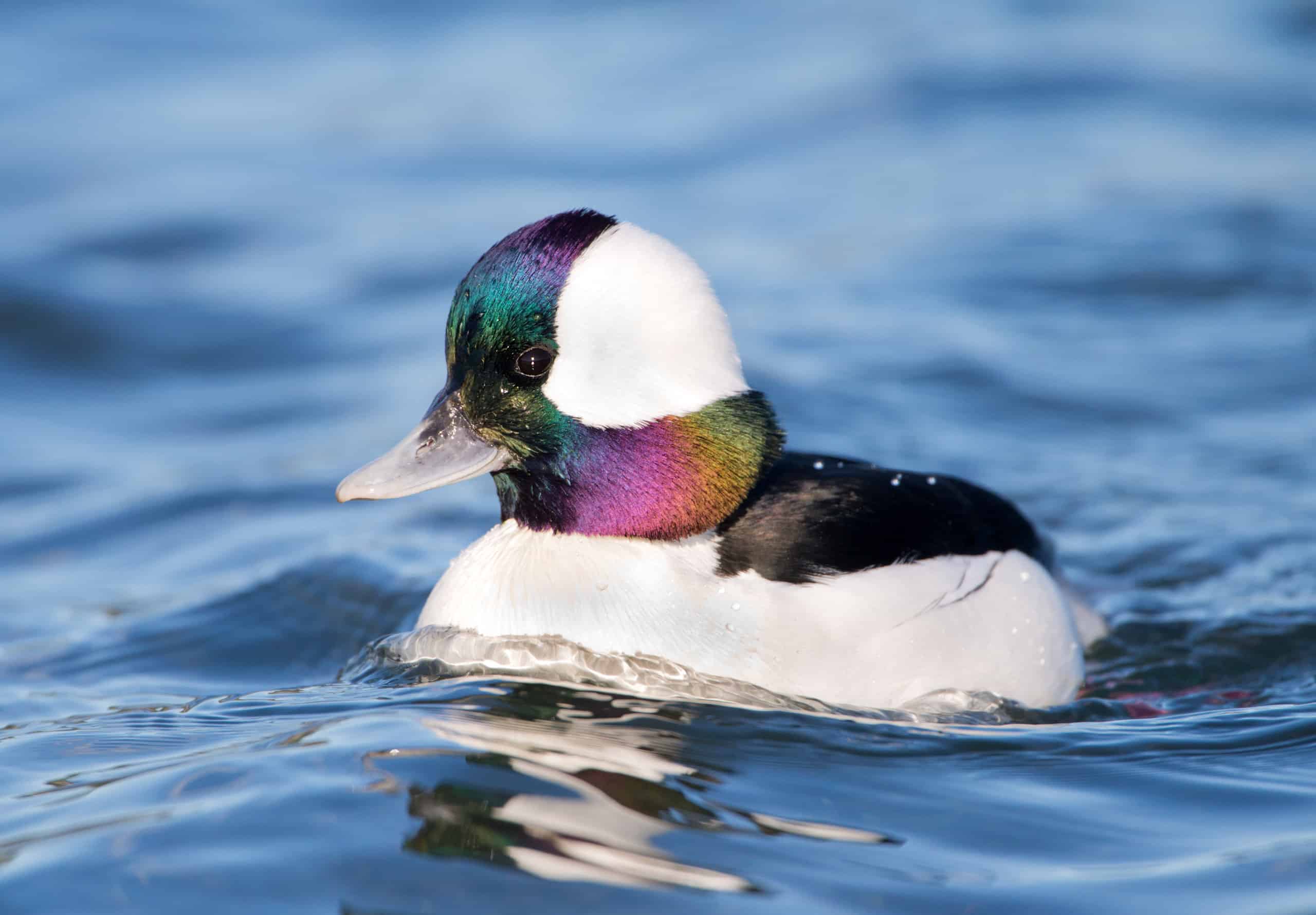 Anatra Bufflehead