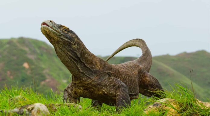 Guarda un coccodrillo che tenta di uccidere un drago di Komodo
