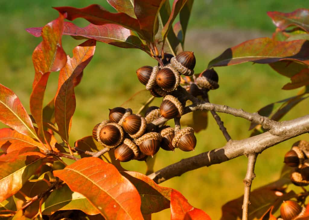 primo piano di una quercia Laurel in autunno con ricche foglie rosso-marrone e un grappolo di ghiande marroni.  Sfondo verde.
