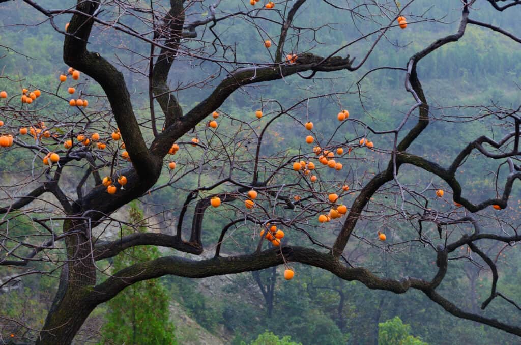 Albero di cachi in autunno