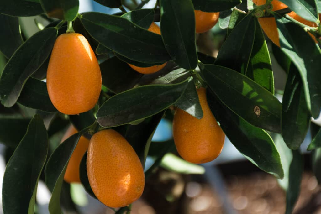 Kumquat (Citrus japonica)
