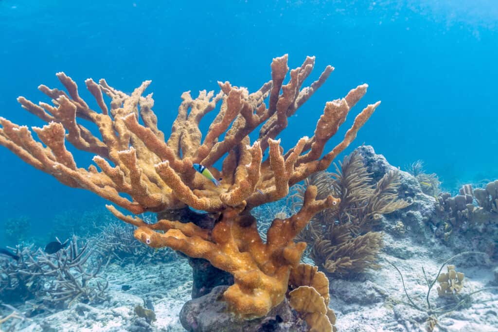 Corallo Elkhorn (Acropora palmata)