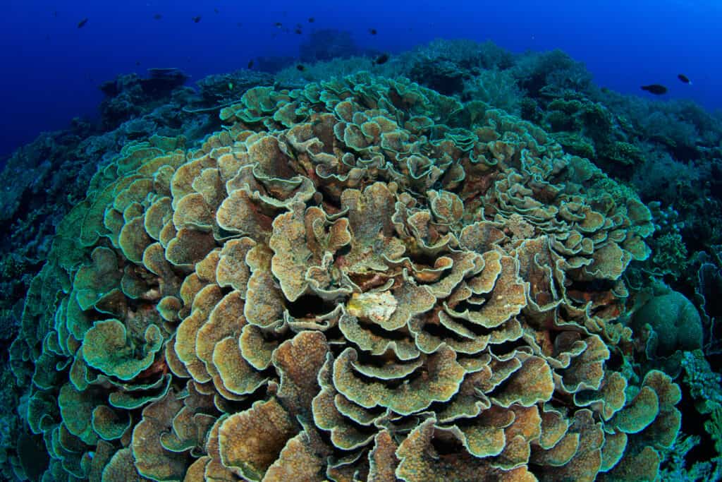 Corallo di lattuga (Agaricia agaricites) nell'oceano.