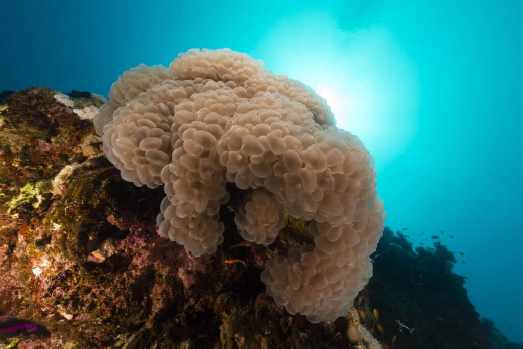 Bubble Coral (Plerogyra sinuosa)