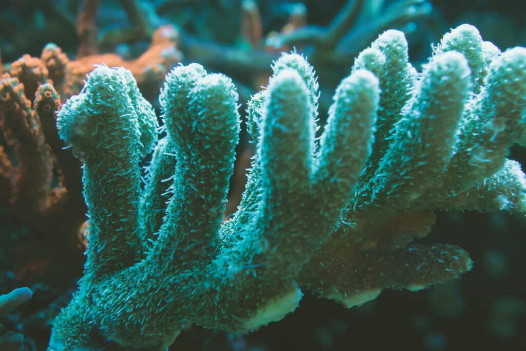 Horn Coral (Hydnophora rigida) di notte