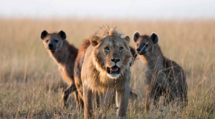 Leone maschio adulto mostra alla leonessa come comportarsi con le iene aggressive
