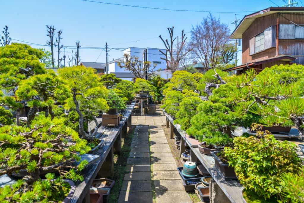 Villaggio dei bonsai di Omiya